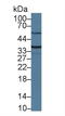 Transmembrane protease serine 2 antibody, LS-C373022, Lifespan Biosciences, Western Blot image 