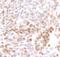 RNA Polymerase II Subunit A antibody, NB100-1805, Novus Biologicals, Immunohistochemistry paraffin image 