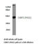 C-Terminal Binding Protein 2 antibody, LS-C176916, Lifespan Biosciences, Western Blot image 