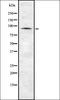 Anoctamin 1 antibody, orb336825, Biorbyt, Western Blot image 