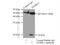 Diablo IAP-Binding Mitochondrial Protein antibody, 10434-1-AP, Proteintech Group, Immunoprecipitation image 