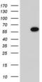 MAPK Activated Protein Kinase 5 antibody, LS-C339217, Lifespan Biosciences, Western Blot image 