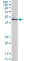 Growth Differentiation Factor 11 antibody, H00010220-M03, Novus Biologicals, Western Blot image 