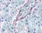 Endoglin antibody, 49-773, ProSci, Enzyme Linked Immunosorbent Assay image 