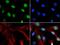 Chromodomain Helicase DNA Binding Protein 7 antibody, PA5-72964, Invitrogen Antibodies, Immunofluorescence image 