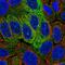 Syntaxin Binding Protein 2 antibody, HPA015564, Atlas Antibodies, Immunocytochemistry image 