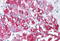 Solute Carrier Family 3 Member 2 antibody, MBS245001, MyBioSource, Immunohistochemistry paraffin image 