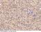 SBDS Ribosome Maturation Factor antibody, 51234-T44, Sino Biological, Immunohistochemistry frozen image 