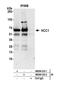 RNA Binding Motif Protein 39 antibody, NB200-333, Novus Biologicals, Western Blot image 