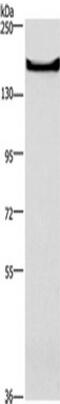 Adhesion G Protein-Coupled Receptor A2 antibody, TA351229, Origene, Western Blot image 