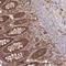 SHANK Associated RH Domain Interactor antibody, NBP1-92386, Novus Biologicals, Immunohistochemistry paraffin image 