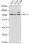 MLLT3 Super Elongation Complex Subunit antibody, GTX33320, GeneTex, Western Blot image 