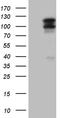 OTU Deubiquitinase 7B antibody, TA809496S, Origene, Western Blot image 