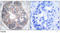 DAB Adaptor Protein 1 antibody, AP02753PU-N, Origene, Immunohistochemistry frozen image 