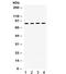 Cytochrome P450 Oxidoreductase antibody, R31983, NSJ Bioreagents, Western Blot image 