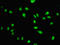 Paired Box 3 antibody, LS-C370095, Lifespan Biosciences, Immunofluorescence image 