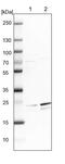 Growth Factor, Augmenter Of Liver Regeneration antibody, PA5-59488, Invitrogen Antibodies, Western Blot image 