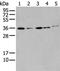 Homeobox C4 antibody, PA5-67617, Invitrogen Antibodies, Western Blot image 