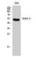 Inward rectifier potassium channel 4 antibody, A06605-1, Boster Biological Technology, Western Blot image 