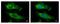 40S ribosomal protein S10 antibody, PA5-21390, Invitrogen Antibodies, Immunofluorescence image 