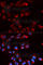 Complement Factor Properdin antibody, A5398, ABclonal Technology, Immunofluorescence image 