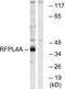 Ret Finger Protein Like 4A antibody, PA5-39413, Invitrogen Antibodies, Western Blot image 