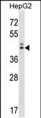 Neuroguidin antibody, PA5-48723, Invitrogen Antibodies, Western Blot image 