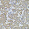 Claudin 11 antibody, STJ114352, St John