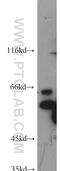 Activating Transcription Factor 2 antibody, 11908-1-AP, Proteintech Group, Western Blot image 