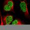 Aly/REF Export Factor antibody, HPA019799, Atlas Antibodies, Immunofluorescence image 