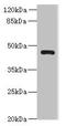 Vesicle Amine Transport 1 Like antibody, LS-C379729, Lifespan Biosciences, Western Blot image 