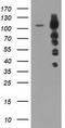 Transforming Acidic Coiled-Coil Containing Protein 3 antibody, TA501255, Origene, Western Blot image 