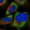 Zinc Finger Protein 507 antibody, HPA030964, Atlas Antibodies, Immunofluorescence image 