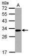 TNF Receptor Superfamily Member 14 antibody, LS-B11001, Lifespan Biosciences, Western Blot image 
