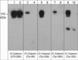 Catenin Delta 1 antibody, CM3571, ECM Biosciences, Western Blot image 