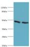 Farnesyl-Diphosphate Farnesyltransferase 1 antibody, MBS1492608, MyBioSource, Western Blot image 