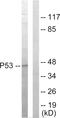 p53 antibody, LS-C118755, Lifespan Biosciences, Western Blot image 