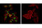 Myogenic Differentiation 1 antibody, 13812S, Cell Signaling Technology, Immunocytochemistry image 