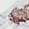 MIC2 antibody, FNab01512, FineTest, Immunohistochemistry frozen image 