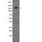 c-met antibody, PA5-64558, Invitrogen Antibodies, Western Blot image 