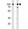 CD19 antibody, F52765-0.4ML, NSJ Bioreagents, Western Blot image 