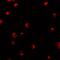 Karyopherin Subunit Alpha 1 antibody, GTX31811, GeneTex, Immunocytochemistry image 