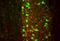 Solute Carrier Family 17 Member 7 antibody, NBP2-59329, Novus Biologicals, Immunohistochemistry frozen image 