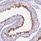 Kelch Like Family Member 10 antibody, NBP2-49518, Novus Biologicals, Immunohistochemistry frozen image 