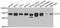 T-complex protein 1 subunit gamma antibody, STJ28630, St John