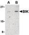 BCL2 Interacting Killer antibody, LS-B454, Lifespan Biosciences, Western Blot image 