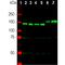 Neurofilament Medium antibody, NB300-133, Novus Biologicals, Western Blot image 