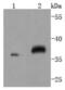 Mitogen-Activated Protein Kinase Kinase 3 antibody, NBP2-67873, Novus Biologicals, Western Blot image 