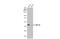 MAT 2 antibody, GTX112535, GeneTex, Western Blot image 