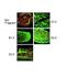 Probable protein-cysteine N-palmitoyltransferase porcupine antibody, A03268, Boster Biological Technology, Immunohistochemistry frozen image 